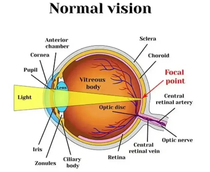 ลักษณะค่าสายตาปกติ